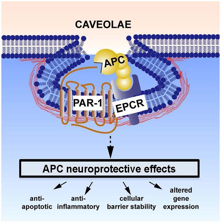 https://cdn.ncbi.nlm.nih.gov/pmc/blobs/5001/4556986/b876b40ac1b7/fncel-09-00344-g0001.jpg