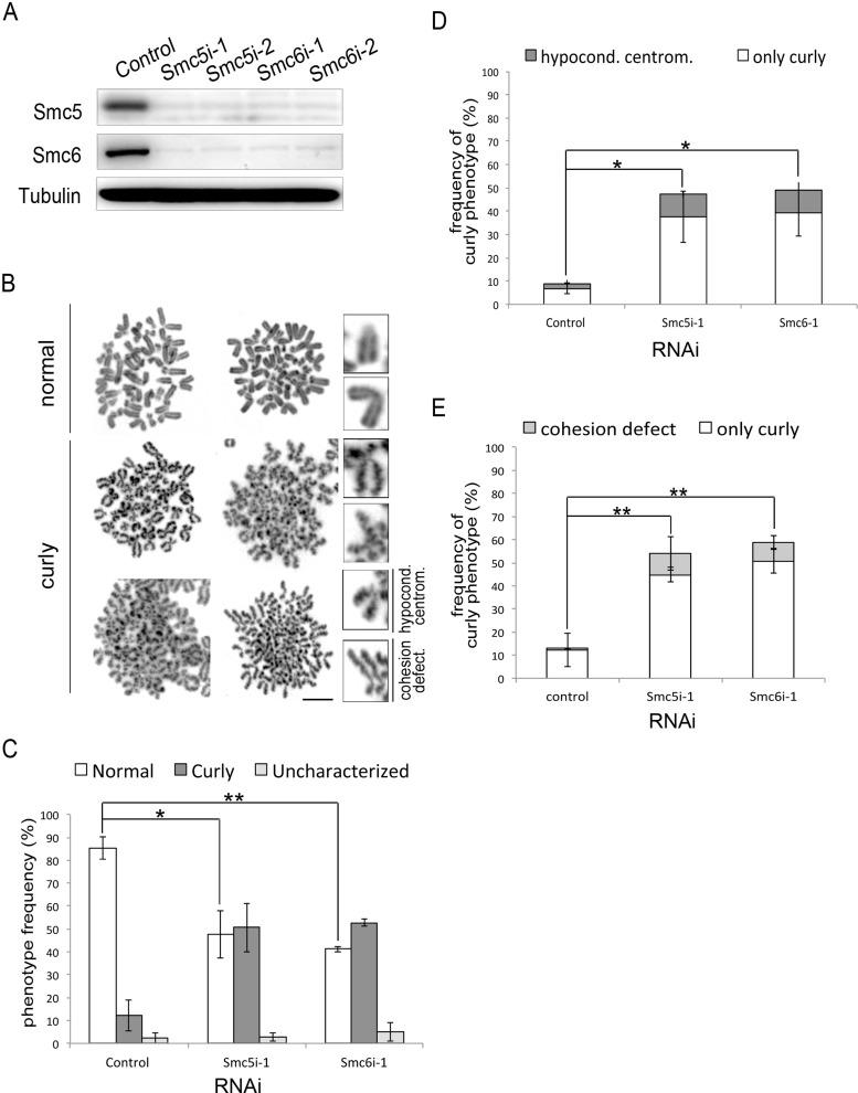 https://cdn.ncbi.nlm.nih.gov/pmc/blobs/5002/3890350/78ad16f0151f/302fig2.jpg