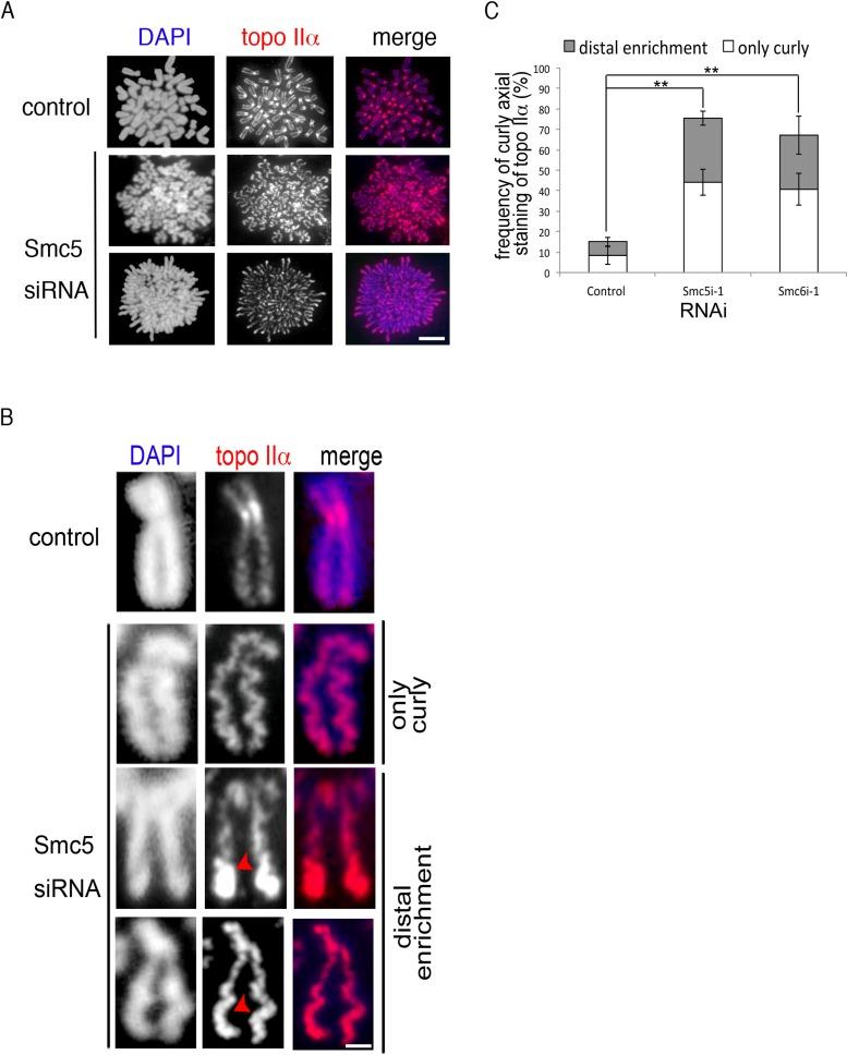 https://cdn.ncbi.nlm.nih.gov/pmc/blobs/5002/3890350/a1c181311522/302fig4.jpg