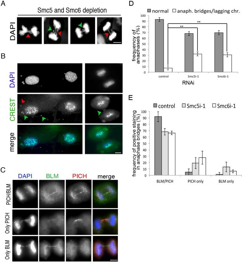 https://cdn.ncbi.nlm.nih.gov/pmc/blobs/5002/3890350/d1ec4b808734/302fig3.jpg
