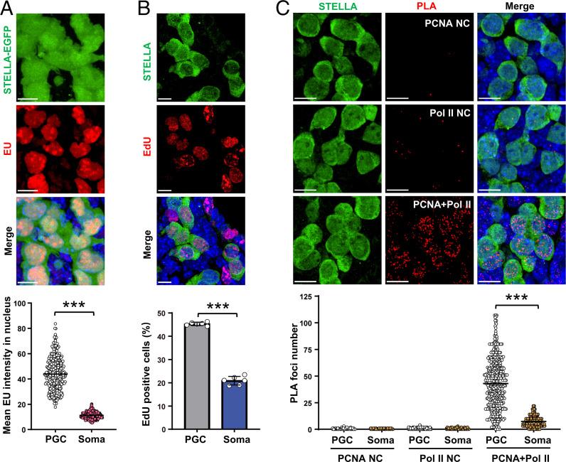 https://cdn.ncbi.nlm.nih.gov/pmc/blobs/5002/9407672/0f341365d38d/pnas.2203208119fig01.jpg