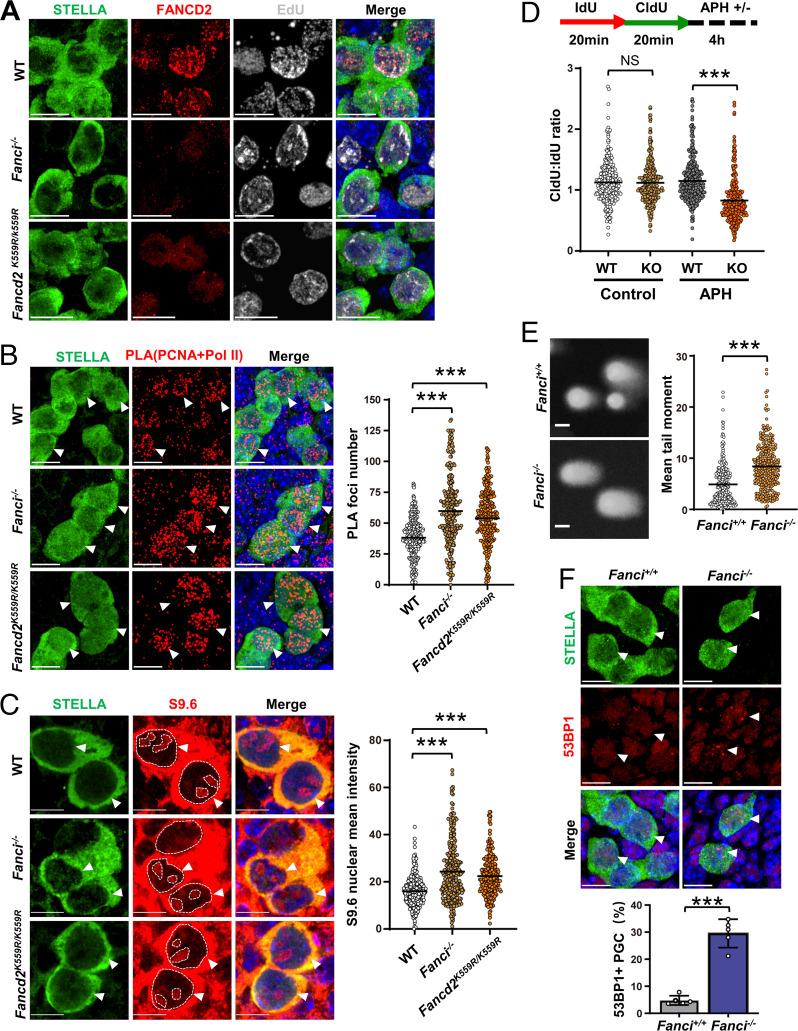 https://cdn.ncbi.nlm.nih.gov/pmc/blobs/5002/9407672/6097c9f5b28a/pnas.2203208119fig04.jpg