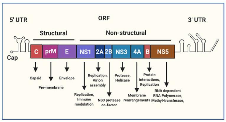 https://cdn.ncbi.nlm.nih.gov/pmc/blobs/5004/7565347/96325cf9adeb/vaccines-08-00530-g001.jpg