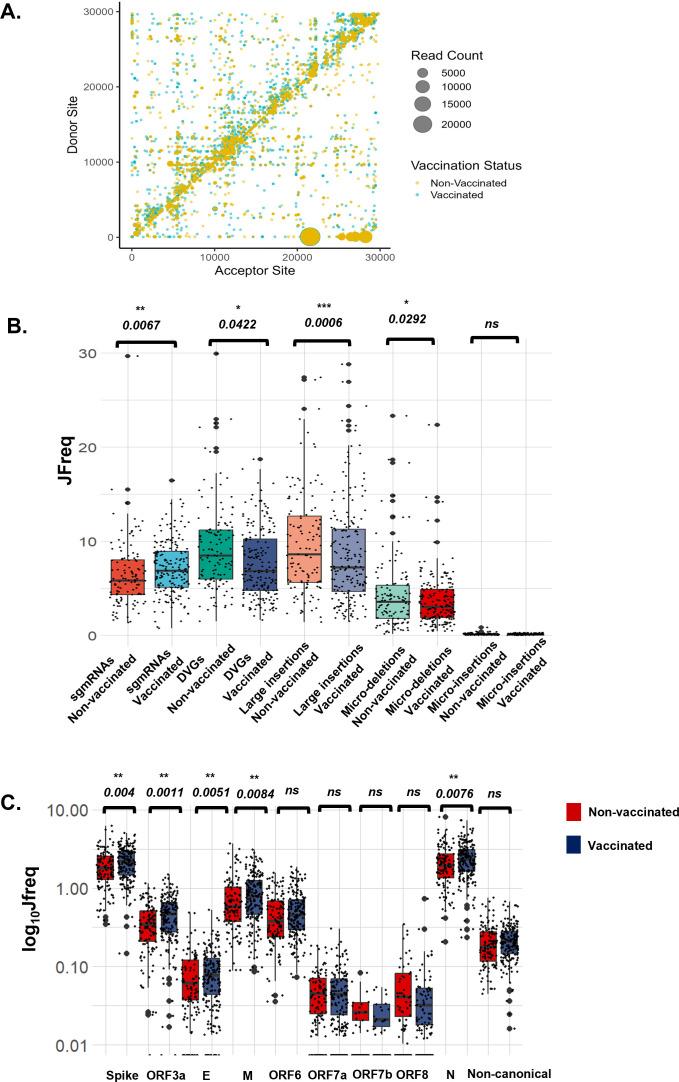 https://cdn.ncbi.nlm.nih.gov/pmc/blobs/5005/12172480/d31a74945589/jvi.00482-25.f002.jpg