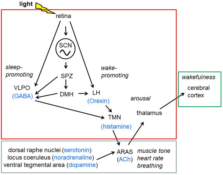 https://cdn.ncbi.nlm.nih.gov/pmc/blobs/5006/8911243/4791835b34ac/ijms-23-02778-g002.jpg