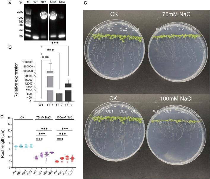https://cdn.ncbi.nlm.nih.gov/pmc/blobs/5007/12198168/39d4bff6eb67/fgene-16-1549981-g013.jpg