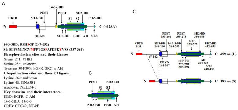 https://cdn.ncbi.nlm.nih.gov/pmc/blobs/5007/8306081/6ab9a8c6ab26/cells-10-01574-g002.jpg