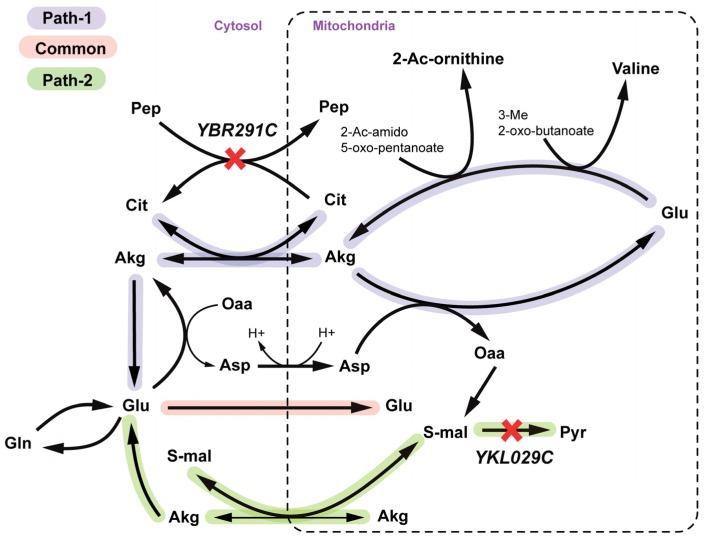 https://cdn.ncbi.nlm.nih.gov/pmc/blobs/5009/4693185/dd840e8eb60c/metabolites-05-00536-g009.jpg