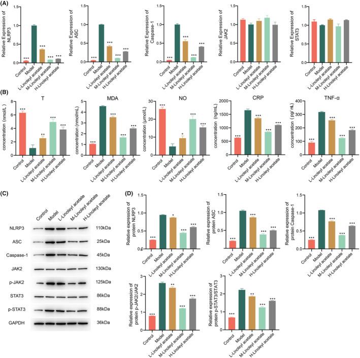 https://cdn.ncbi.nlm.nih.gov/pmc/blobs/500f/11381191/be42dbf6c6d7/JCMM-28-e70075-g003.jpg