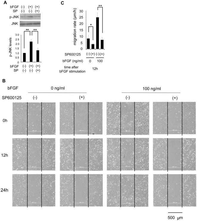 https://cdn.ncbi.nlm.nih.gov/pmc/blobs/5010/2923192/8bd027bce863/pone.0012228.g006.jpg