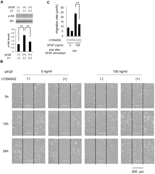 https://cdn.ncbi.nlm.nih.gov/pmc/blobs/5010/2923192/9188bcbee077/pone.0012228.g005.jpg