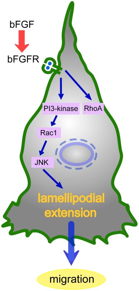 https://cdn.ncbi.nlm.nih.gov/pmc/blobs/5010/2923192/a06b31348f3e/pone.0012228.g008.jpg