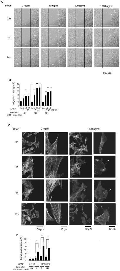 https://cdn.ncbi.nlm.nih.gov/pmc/blobs/5010/2923192/d0ef88fe8173/pone.0012228.g002.jpg