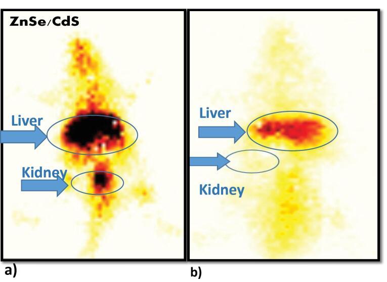 https://cdn.ncbi.nlm.nih.gov/pmc/blobs/5014/12008253/68beb3998904/bi-15-30467-g006.jpg