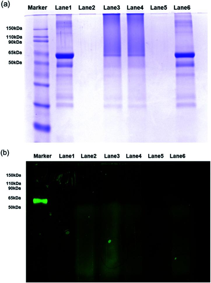 https://cdn.ncbi.nlm.nih.gov/pmc/blobs/5015/9048966/ba53f0f7d3af/c9ra09106h-f4.jpg