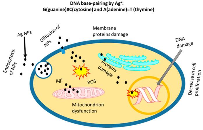 https://cdn.ncbi.nlm.nih.gov/pmc/blobs/5017/9319169/6a844cd34eaf/nanomaterials-12-02462-g004.jpg