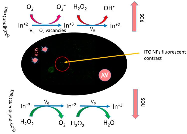 https://cdn.ncbi.nlm.nih.gov/pmc/blobs/5017/9319169/ab6f62cae988/nanomaterials-12-02462-g011.jpg