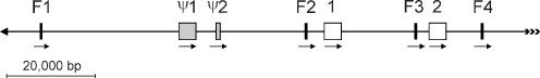 https://cdn.ncbi.nlm.nih.gov/pmc/blobs/5018/2700870/71dcd321c96a/10142_2009_122_Fig1_HTML.jpg