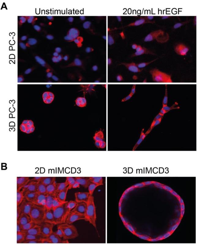https://cdn.ncbi.nlm.nih.gov/pmc/blobs/501b/6589915/0c786871d73d/10.1177_2472555219830087-fig1.jpg