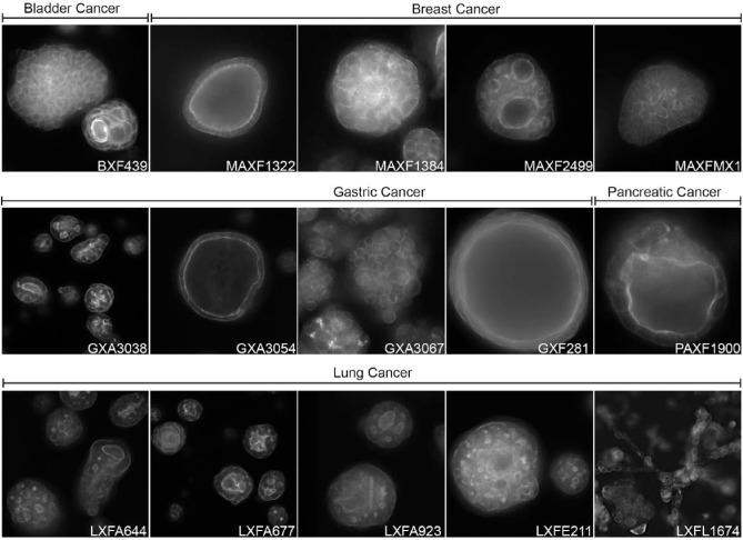 https://cdn.ncbi.nlm.nih.gov/pmc/blobs/501b/6589915/b5a2f55e1138/10.1177_2472555219830087-fig3.jpg
