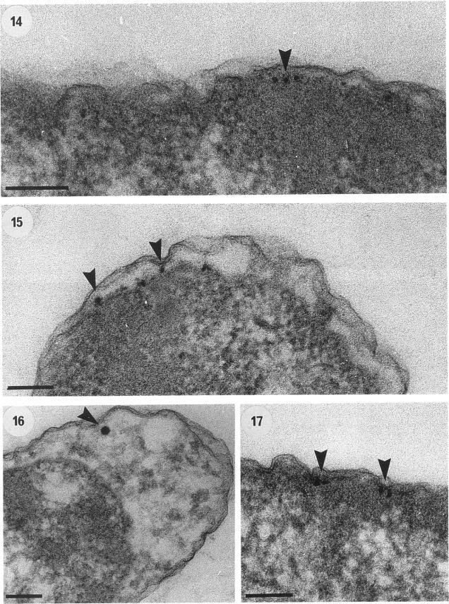https://cdn.ncbi.nlm.nih.gov/pmc/blobs/5022/206265/702271a2b0bb/jbacter00080-0186-a.jpg