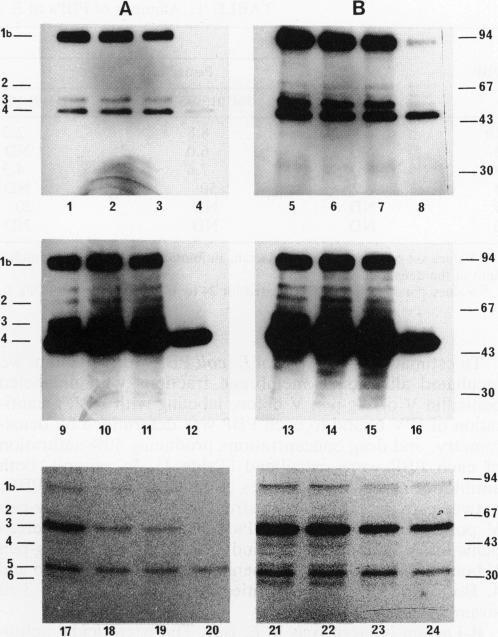 https://cdn.ncbi.nlm.nih.gov/pmc/blobs/5022/206265/8bc273d8f385/jbacter00080-0179-a.jpg