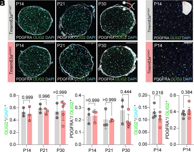 https://cdn.ncbi.nlm.nih.gov/pmc/blobs/5023/12318207/f069e0339407/pnas.2507354122fig05.jpg