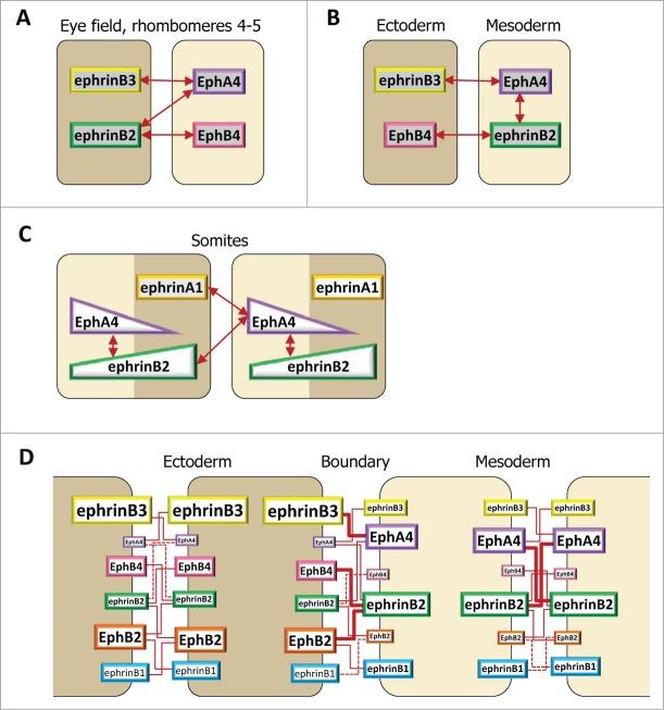 https://cdn.ncbi.nlm.nih.gov/pmc/blobs/5024/4594459/0de7661ae8ba/kcam-08-04-970028-g005.jpg