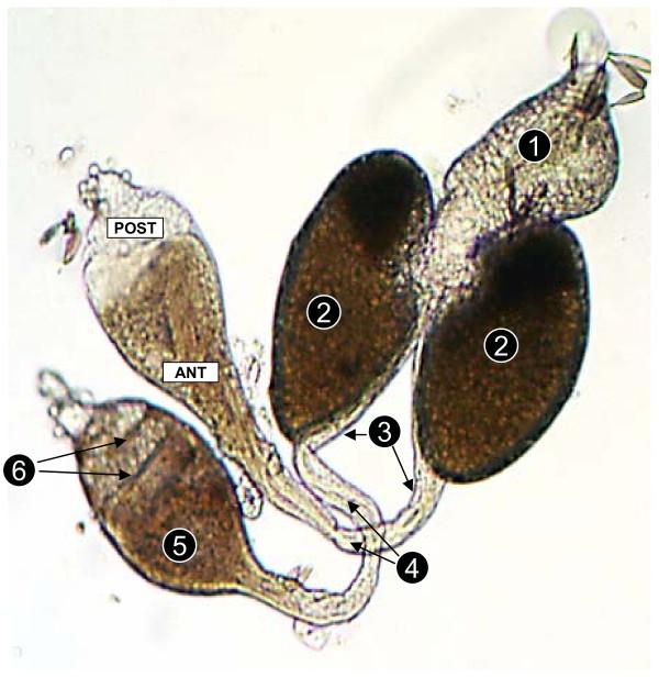 https://cdn.ncbi.nlm.nih.gov/pmc/blobs/5025/1570359/982c5dffa6d1/1475-2875-5-62-1.jpg