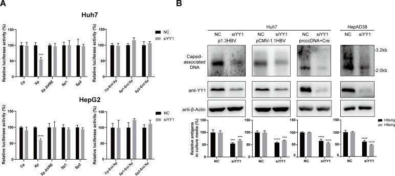 https://cdn.ncbi.nlm.nih.gov/pmc/blobs/5027/11650987/8a33bc31c99e/jvi.01581-24.f008.jpg