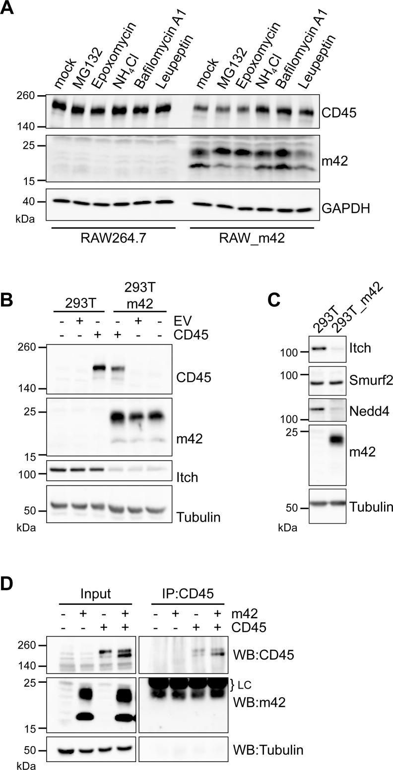 https://cdn.ncbi.nlm.nih.gov/pmc/blobs/502b/5142792/ecd83b4774cc/ppat.1006057.g006.jpg