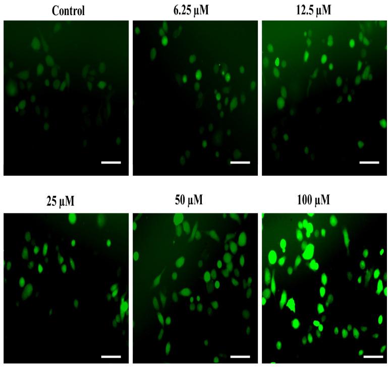 https://cdn.ncbi.nlm.nih.gov/pmc/blobs/502e/10139052/a780d76f95a7/ijms-24-07336-g008.jpg