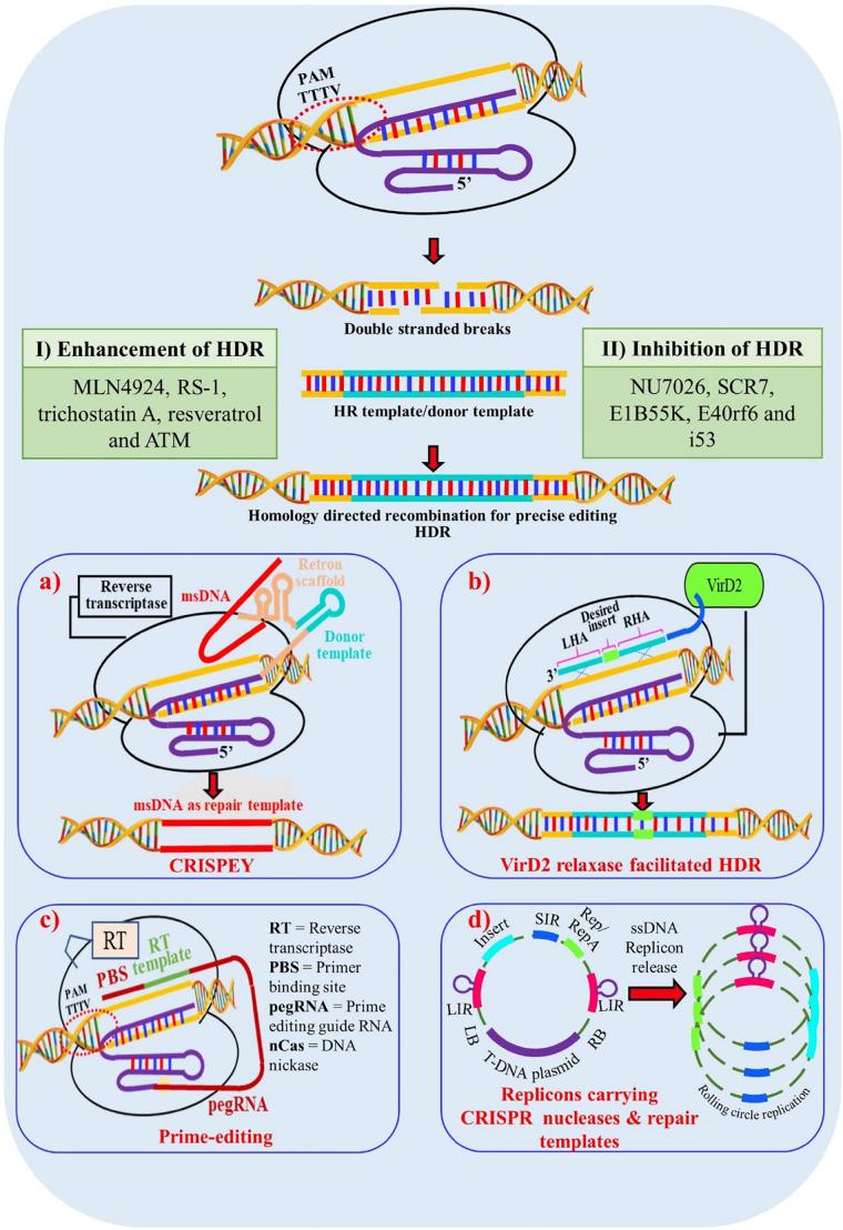 https://cdn.ncbi.nlm.nih.gov/pmc/blobs/5032/7668199/3a0c39a5f82f/fpls-11-584151-g004.jpg