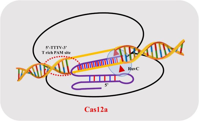 https://cdn.ncbi.nlm.nih.gov/pmc/blobs/5032/7668199/88c239464c2d/fpls-11-584151-g001.jpg
