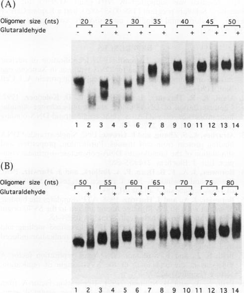 https://cdn.ncbi.nlm.nih.gov/pmc/blobs/5038/358765/b61d74d61968/molcellb00006-0481-a.jpg