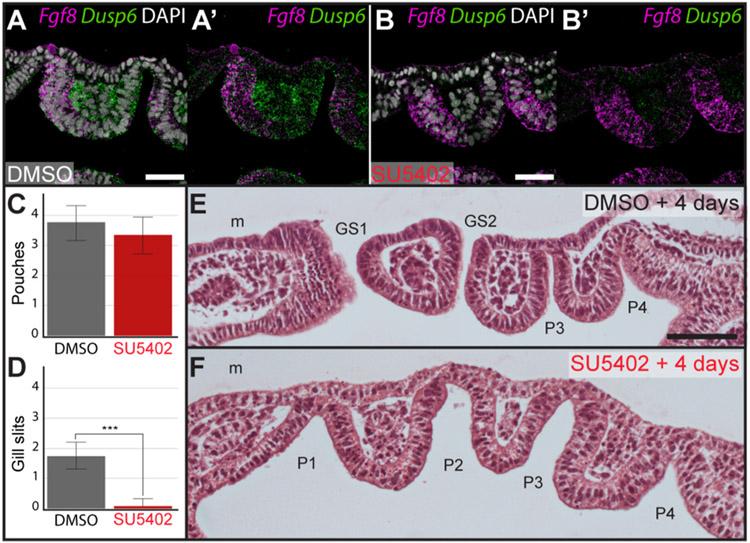 https://cdn.ncbi.nlm.nih.gov/pmc/blobs/503a/11195640/1d7d91c40aa1/nihms-2000062-f0006.jpg