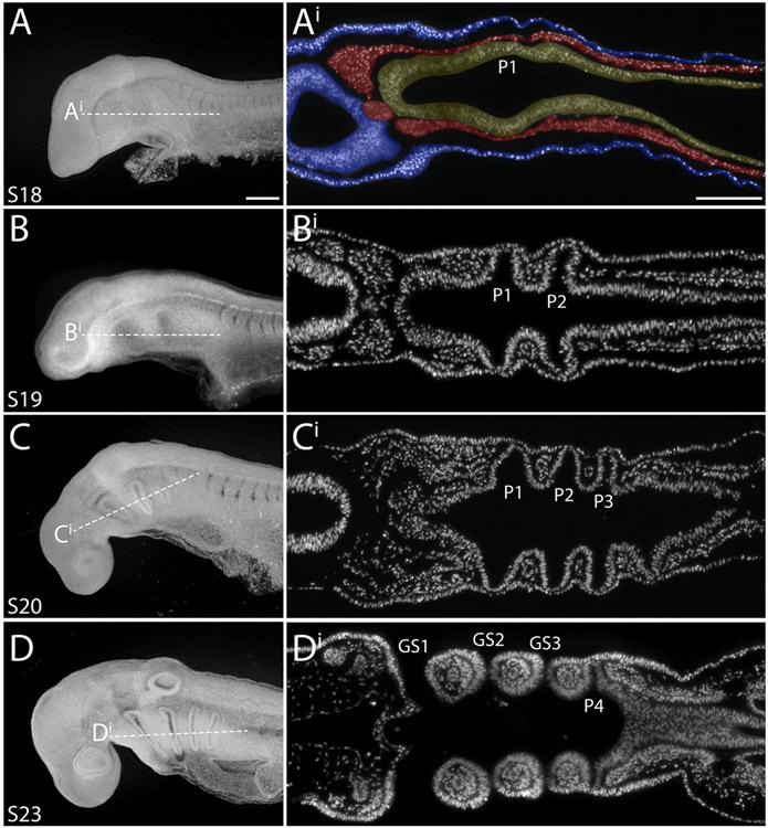https://cdn.ncbi.nlm.nih.gov/pmc/blobs/503a/11195640/6265afb8d660/nihms-2000062-f0001.jpg
