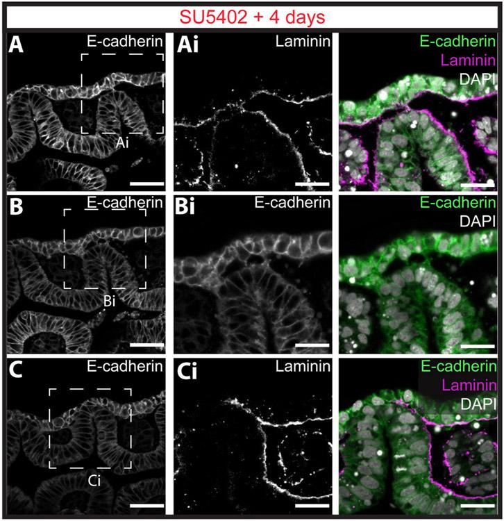 https://cdn.ncbi.nlm.nih.gov/pmc/blobs/503a/11195640/a1506bd67743/nihms-2000062-f0008.jpg
