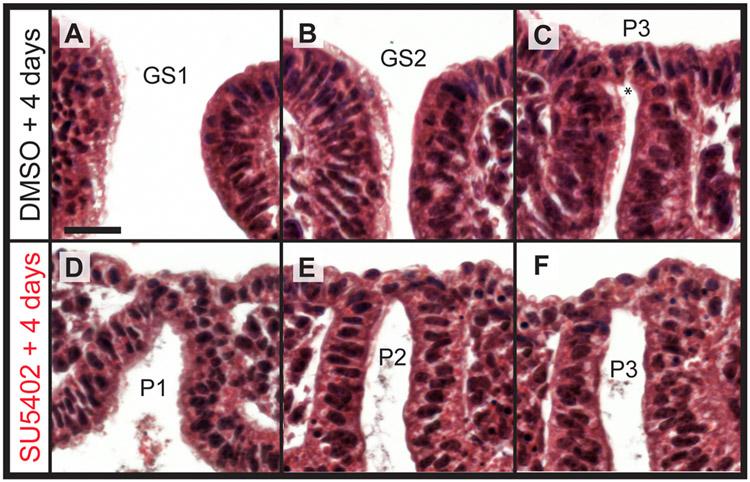 https://cdn.ncbi.nlm.nih.gov/pmc/blobs/503a/11195640/a9739eec54ea/nihms-2000062-f0007.jpg