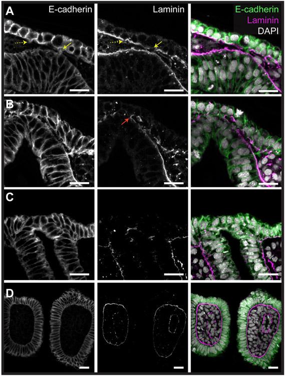 https://cdn.ncbi.nlm.nih.gov/pmc/blobs/503a/11195640/c67507012e41/nihms-2000062-f0003.jpg