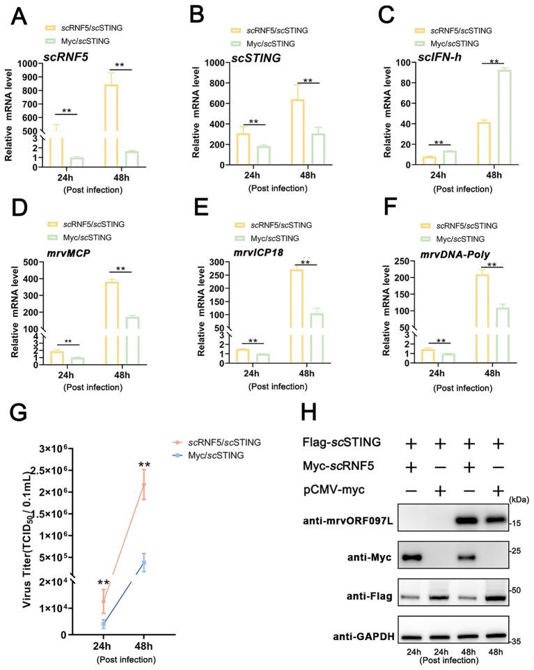 https://cdn.ncbi.nlm.nih.gov/pmc/blobs/5040/11668637/19d2cd9ee6fc/fimmu-15-1525376-g008.jpg