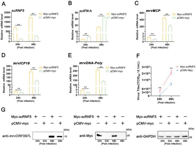 https://cdn.ncbi.nlm.nih.gov/pmc/blobs/5040/11668637/ec4f292bd252/fimmu-15-1525376-g002.jpg