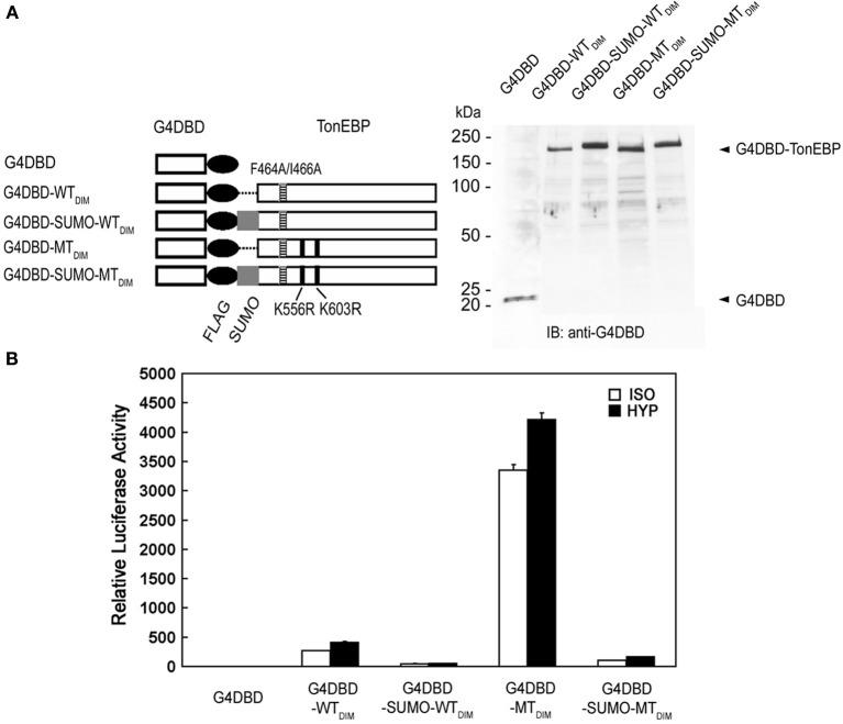 https://cdn.ncbi.nlm.nih.gov/pmc/blobs/5041/4063170/51a7fe0eafb1/fphys-05-00200-g0008.jpg