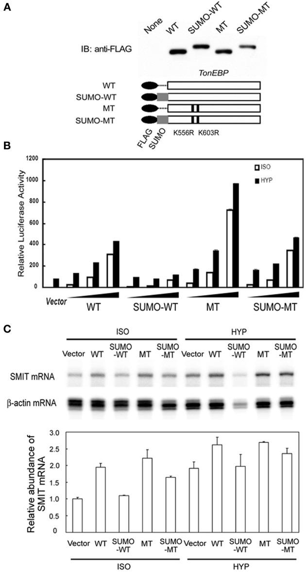 https://cdn.ncbi.nlm.nih.gov/pmc/blobs/5041/4063170/937795fca8a5/fphys-05-00200-g0005.jpg