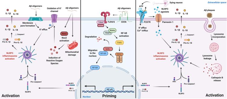 https://cdn.ncbi.nlm.nih.gov/pmc/blobs/5041/8543248/a7e584e0b94f/jad-83-jad210268-g001.jpg