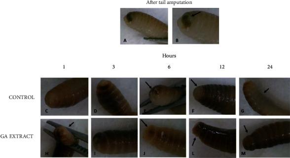 https://cdn.ncbi.nlm.nih.gov/pmc/blobs/5042/9251138/467974e8825b/OMCL2022-3094362.005.jpg