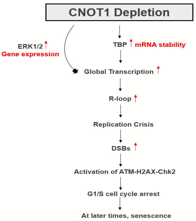 https://cdn.ncbi.nlm.nih.gov/pmc/blobs/5048/10378556/4f49515d6ed4/cells-12-01868-g008.jpg