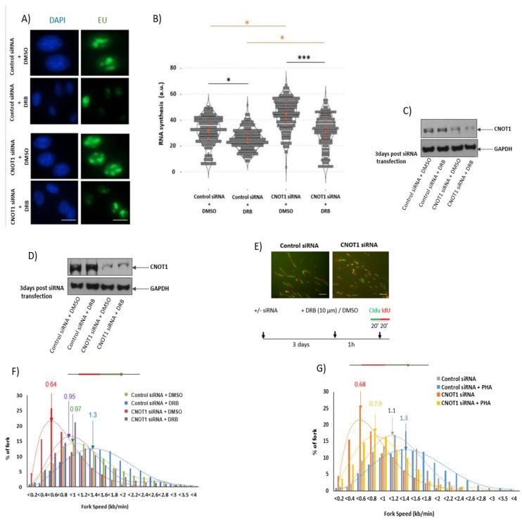 https://cdn.ncbi.nlm.nih.gov/pmc/blobs/5048/10378556/7f0616ff41d7/cells-12-01868-g003a.jpg