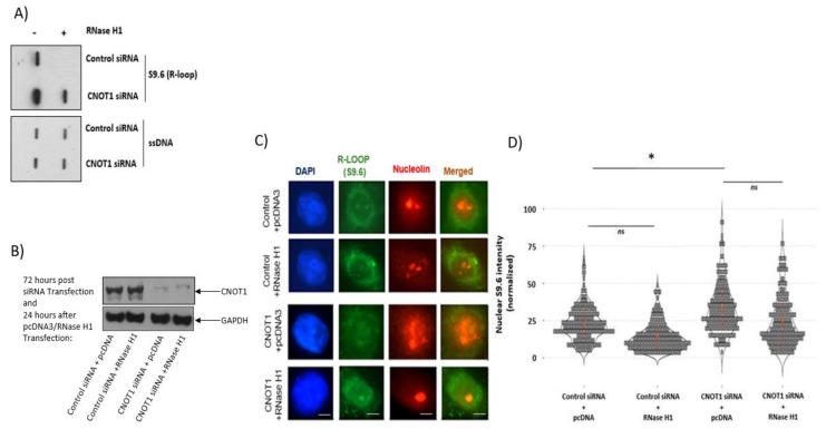 https://cdn.ncbi.nlm.nih.gov/pmc/blobs/5048/10378556/a9702e945543/cells-12-01868-g002a.jpg