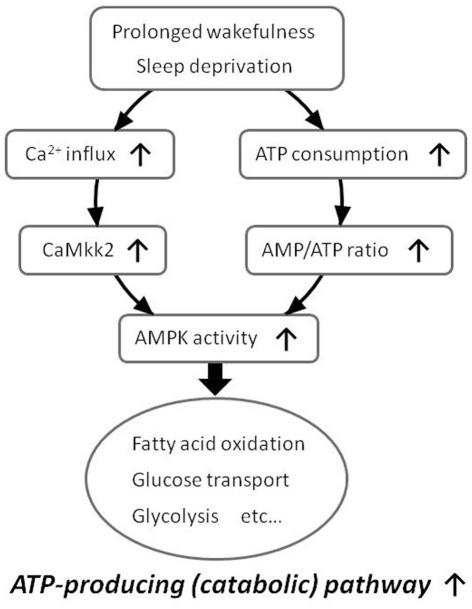 https://cdn.ncbi.nlm.nih.gov/pmc/blobs/504a/3246291/3bd17cc49a03/fneur-02-00087-g003.jpg